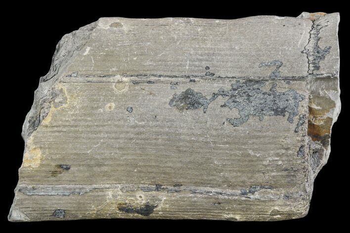 Pennsylvanian Horsetail (Calamites) Fossil - Kentucky #126226